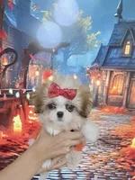 Imperial Princess Nunu, a female Shih Tzu for sale in Fort Myers, FL – 4 of 7