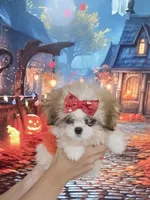 Imperial Princess Nunu, a female Shih Tzu for sale in Fort Myers, FL – 2 of 7