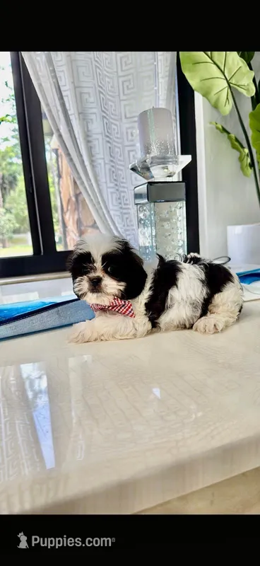 Imperial Bambam – Shih Tzu puppy for sale in Fort Myers, FL