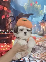 Imperial Prince Dudu, a male Shih Tzu for sale in Fort Myers, FL – 8 of 9
