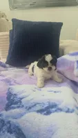 Imperial Bambam, a male Shih Tzu for sale in Fort Myers, FL – 7 of 8