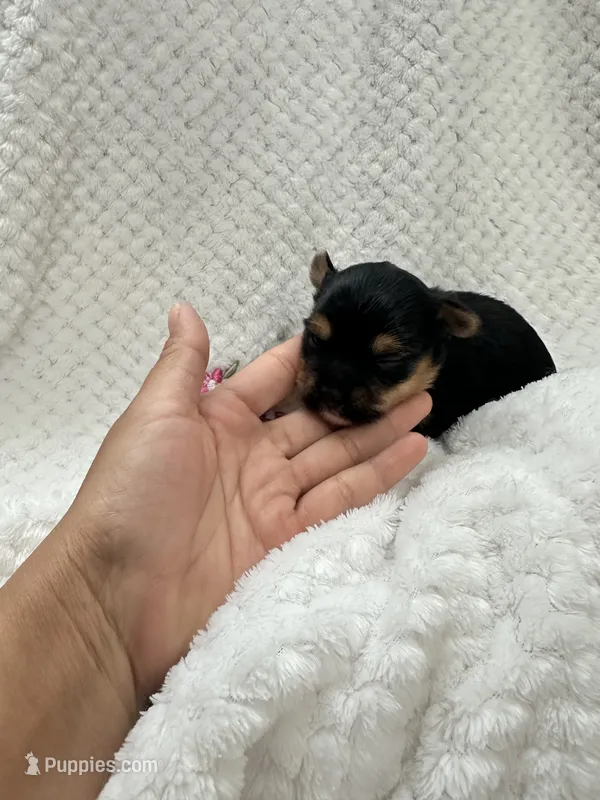 Lili-Rose Little Star – Yorkshire Terrier puppy for sale in Fort Myers, FL