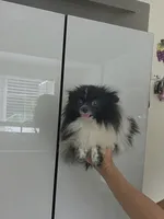 Pan Bebé, a male Pomeranian for sale in Fort Myers, FL – 4 of 6