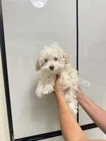 Haaland, a male Poodle - Toy  for sale in Fort Myers, FL – 2 of 10