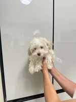 Haaland, a male Poodle - Toy  for sale in Fort Myers, FL – 7 of 10