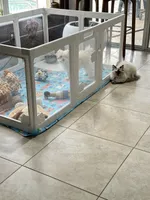 Haaland, a male Poodle - Toy  for sale in Fort Myers, FL – 4 of 10