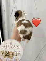 Imperial Bombom, a male Shih Tzu for sale in Fort Myers, FL – 4 of 4