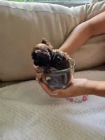 Teacup Chocolat au lait, a male Yorkshire Terrier for sale in Fort Myers, FL – 2 of 10