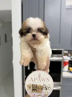 Imperial Princess Nunu, a female Shih Tzu for sale in Fort Myers, FL – 2 of 6