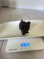 Teacup Chocolat au lait, a male Yorkshire Terrier for sale in Fort Myers, FL – 10 of 10