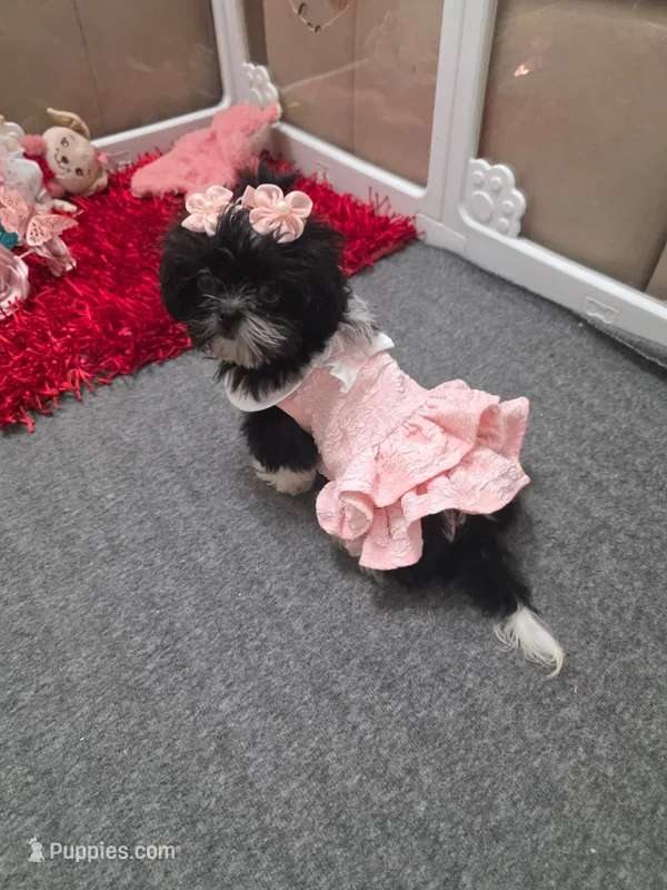 Lola – Shih Tzu puppy on hold in Fort Myers, FL