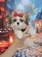 Imperial Princess Nunu, a female Shih Tzu for sale in Fort Myers, FL – 1 of 7