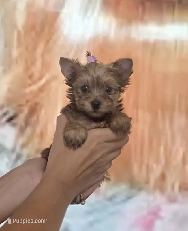 Princess Sunny – Yorkshire Terrier puppy for sale in Fort Myers, FL
