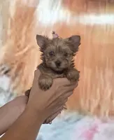 Princess Sunny, a female Yorkshire Terrier for sale in Fort Myers, FL – 1 of 9