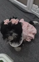Lola, a female Shih Tzu for sale in Fort Myers, FL – 8 of 8
