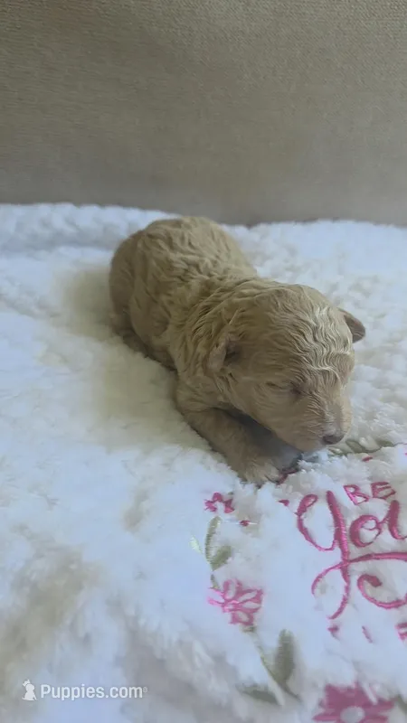 Lola Apricot toy – Poodle - Toy  puppy for sale in Lehigh Acres, FL