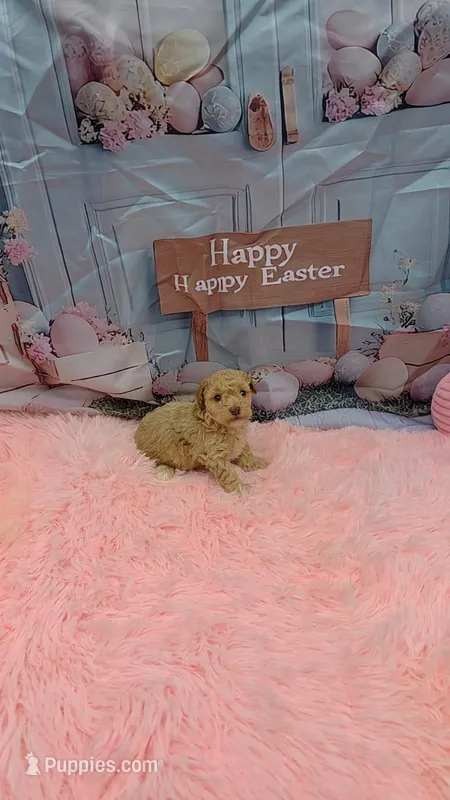 Lola Apricot toy – Poodle - Toy  puppy on hold in Lehigh Acres, FL