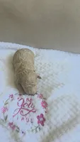 Lola Apricot toy, a female Poodle - Toy  for sale in Lehigh Acres, FL – Photo 4 of 4