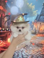 Buba King, a male Pomeranian for sale in Fort Myers, FL – 4 of 7
