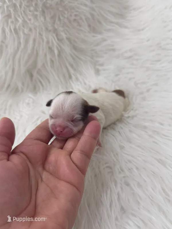 Imperial Princess BuBu  – Shih Tzu puppy for sale in Fort Myers, FL