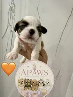 Imperial Bimbo , a male Shih Tzu for sale in Fort Myers, FL – 1 of 4