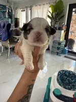 Imperial Prince Dudu, a male Shih Tzu for sale in Fort Myers, FL – 4 of 5