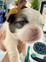 Bubba, a male Shih Tzu for sale in Fort Myers, FL – 5 of 6