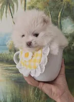 Sushi Teacup Pompom, a male Pomeranian for sale in Lehigh Acres, FL – Photo 10 of 10