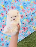 Sushi Teacup Pompom, a male Pomeranian for sale in Lehigh Acres, FL – Photo 2 of 10