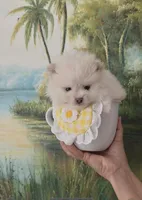 Sushi Teacup Pompom, a male Pomeranian for sale in Lehigh Acres, FL – Photo 9 of 10
