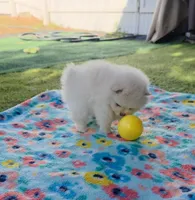 Sushi Teacup Pompom, a male Pomeranian for sale in Lehigh Acres, FL – Photo 4 of 10