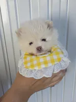 Sushi Teacup Pompom, a male Pomeranian for sale in Lehigh Acres, FL – Photo 8 of 10