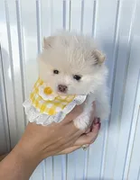 Sushi Teacup Pompom, a male Pomeranian for sale in Lehigh Acres, FL – Photo 6 of 10