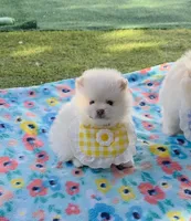 Sushi Teacup Pompom, a male Pomeranian for sale in Lehigh Acres, FL – Photo 7 of 10