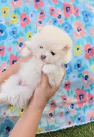 Sushi Teacup Pompom, a male Pomeranian for sale in Lehigh Acres, FL – Photo 1 of 10