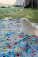 Sushi Teacup Pompom, a male Pomeranian for sale in Lehigh Acres, FL – Photo 5 of 10