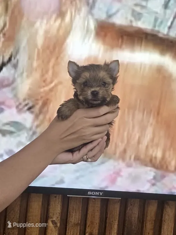 Prince Shunshine – Yorkshire Terrier puppy for sale in Fort Myers, FL