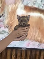 Prince Shunshine, a male Yorkshire Terrier for sale in Fort Myers, FL – 1 of 9