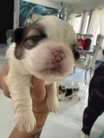 Imperial Prince Dudu, a male Shih Tzu for sale in Fort Myers, FL – 3 of 5