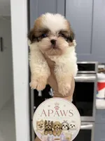 Imperial Princess Nunu, a female Shih Tzu for sale in Fort Myers, FL – 4 of 6