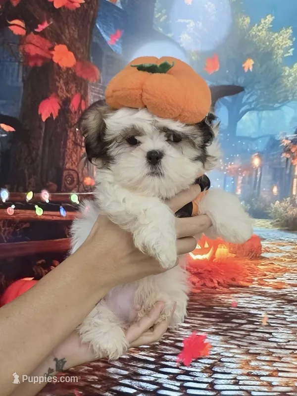 Imperial Prince Dudu – Shih Tzu puppy for sale in Fort Myers, FL
