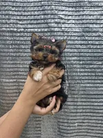 Lili-Rose Little Star, a female Yorkshire Terrier for sale in Fort Myers, FL – 10 of 10