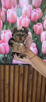Lili-Rose Little Star, a female Yorkshire Terrier for sale in Fort Myers, FL – 8 of 10
