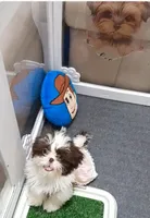 Lola, a female Shih Tzu for sale in Lehigh Acres, FL – Photo 2 of 2