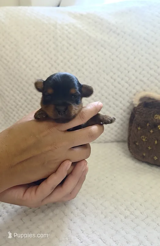 Lolita – Yorkshire Terrier puppy for sale in Fort Myers, FL