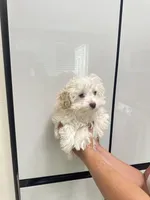Haaland, a male Poodle - Toy  for sale in Fort Myers, FL – 10 of 10
