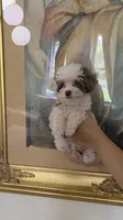 Bluey, a male Poodle - Toy  for sale in Fort Myers, FL – 6 of 6