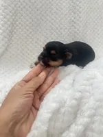 Lili-Rose Little Star, a female Yorkshire Terrier for sale in Fort Myers, FL – 3 of 4