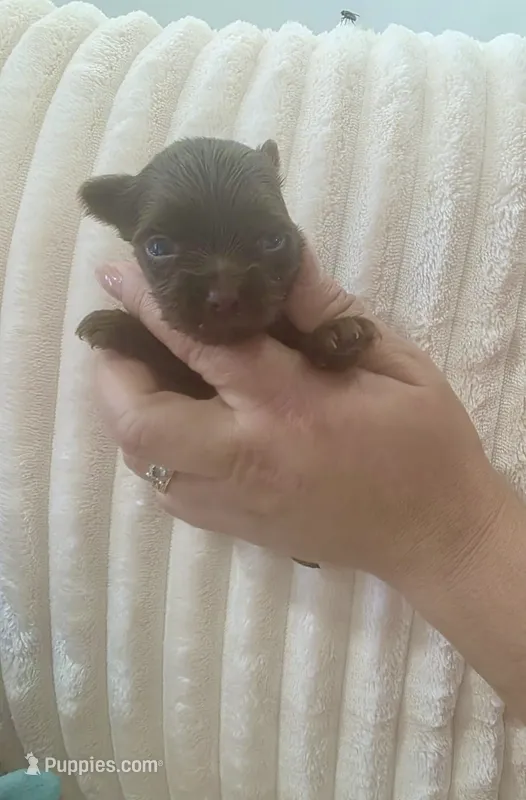Mini Chocolat au lait – Yorkshire Terrier puppy for sale in Fort Myers, FL