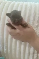 Mini Chocolat au lait, a male Yorkshire Terrier for sale in Fort Myers, FL – 1 of 10